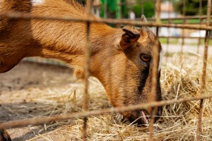 I nostri animali