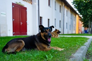 IMG_4256